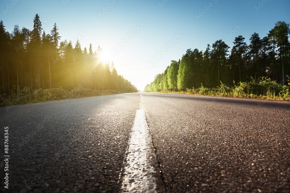 road in summer forest
