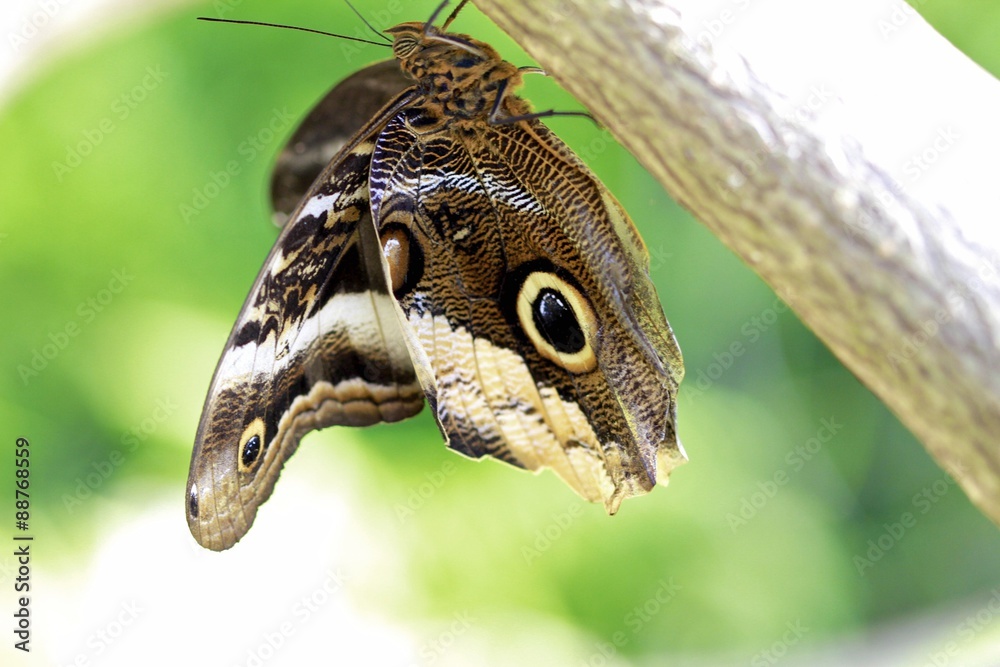 Naklejka premium Calico Butterfly or Owl