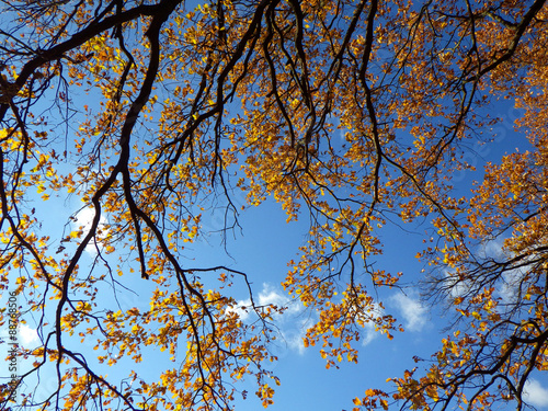 Fototapeta autumn background