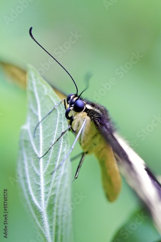 Macro of a Giant Swallowtail butterfly