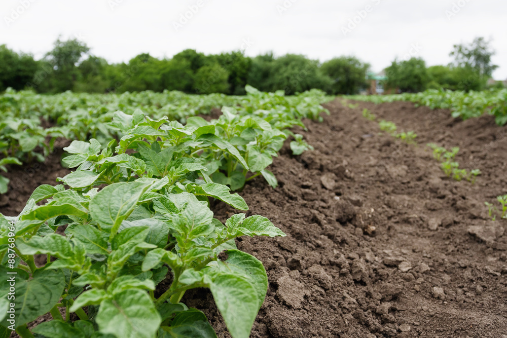 Potato beds Potato beds