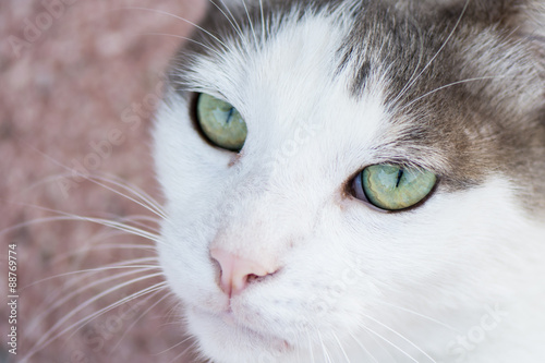 Cute green eyed cat looking up © photocami
