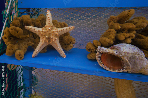Starfish and sea shells