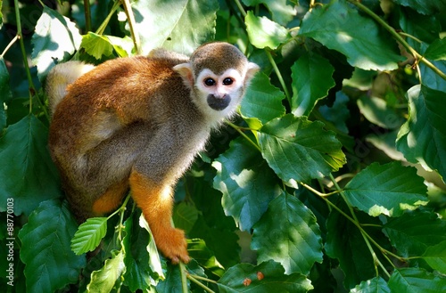 Canvas Print Squirrel Monkey
