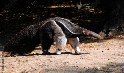 Ant-eater