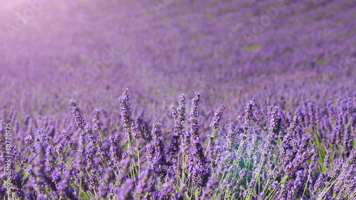 fields of blooming lavender flowers (Provence, France); loop