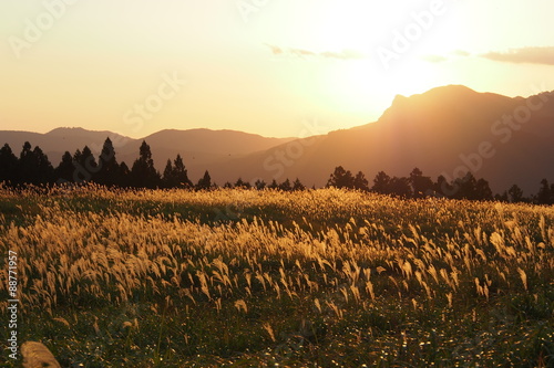 曽爾高原のススキ