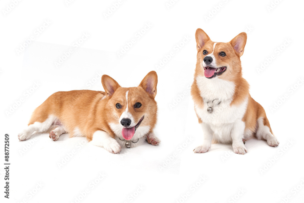 corgi dog corgi dog