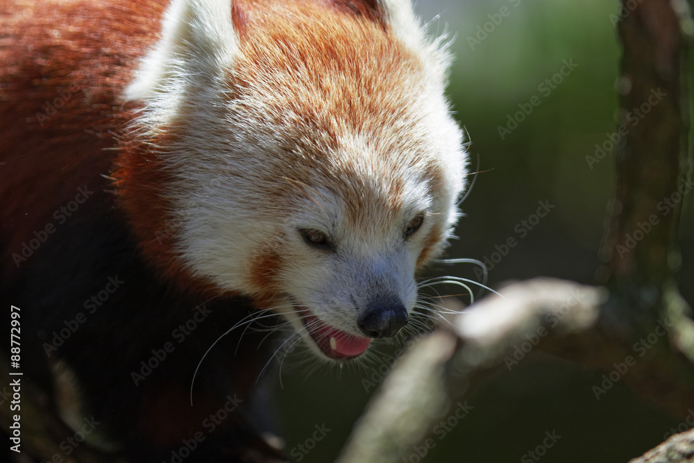 Obraz premium Red Panda.