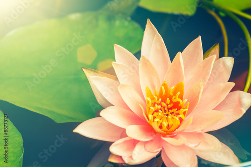 Beautiful  waterlily or lotus flower blooming in the pond