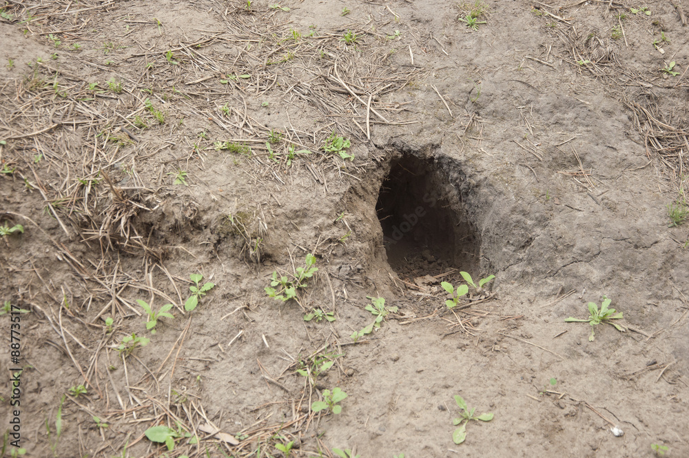 Fototapeta premium Rabbit or hare entrance to their warren in a local field.