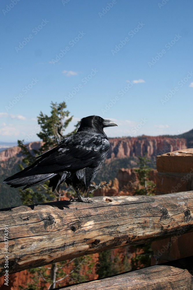 Fototapeta premium Common Raven walks along a fence in Bryce Canyon National Park in Utah
