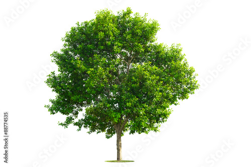 Green Tree isolated with white background