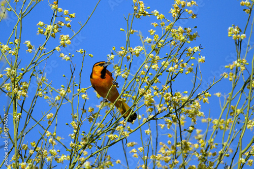 Male Bullock's Oriole in breeding plumage on a flowering Palo Verde photo