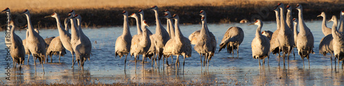 Sandhill Crane flock in winter at Bosque del Apache National Wildlife Refuge