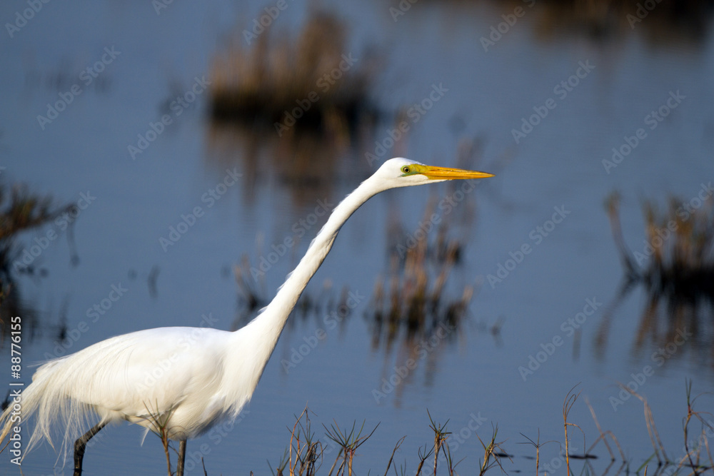 Fototapeta premium Great Egret hunts a meal in a coastal marsh at sundown