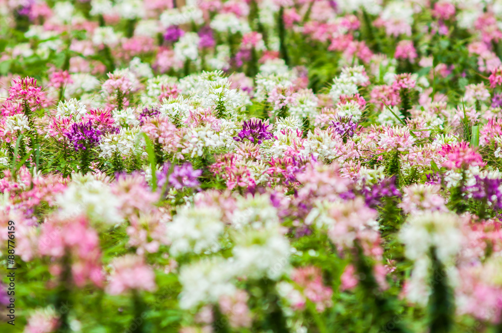 blossom spider flower field plantation at wang nam kheaw blossom spider flower field plantation at wang nam kheaw