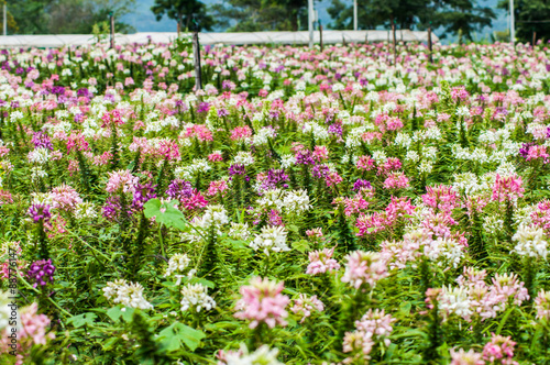 Fototapeta Naklejka Na Ścianę i Meble -  blossom spider flower field plantation at wang nam kheaw