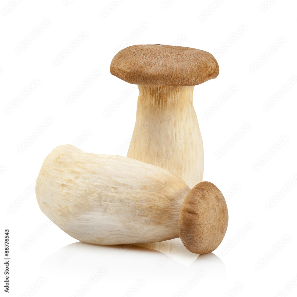 King Oyster mushroom (Eringi) isolated on white backgroud. King Oyster mushroom (Eringi) isolated on white backgroud.