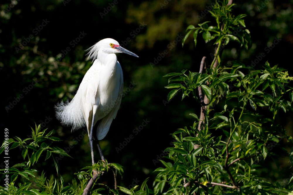 Snowy Egret male in breeding plumage, showing variation of rare pink lores and feet Snowy Egret male in breeding plumage, showing variation of rare pink lores and feet