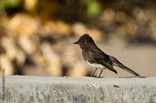 Black Phoebe in southern California