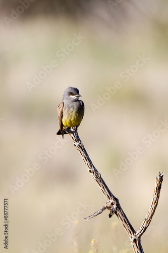 Cassin's Kingbird on a dead cactus in New Mexico