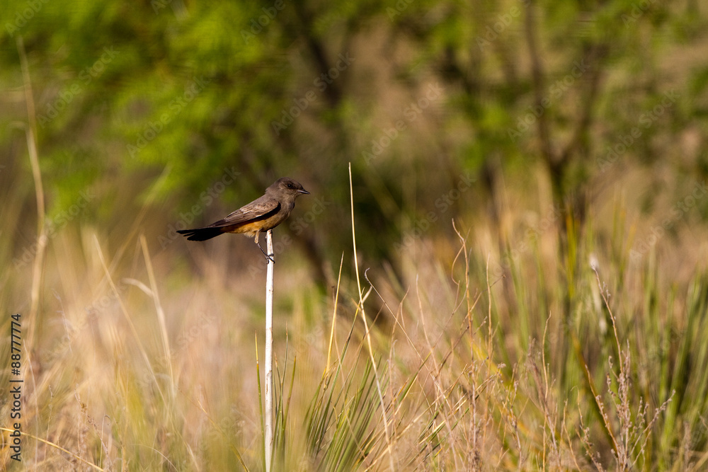 Say's Phoebe on a ranch in the Texas Panhandle Say's Phoebe on a ranch in the Texas Panhandle