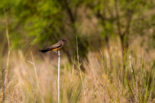 Say's Phoebe on a ranch in the Texas Panhandle