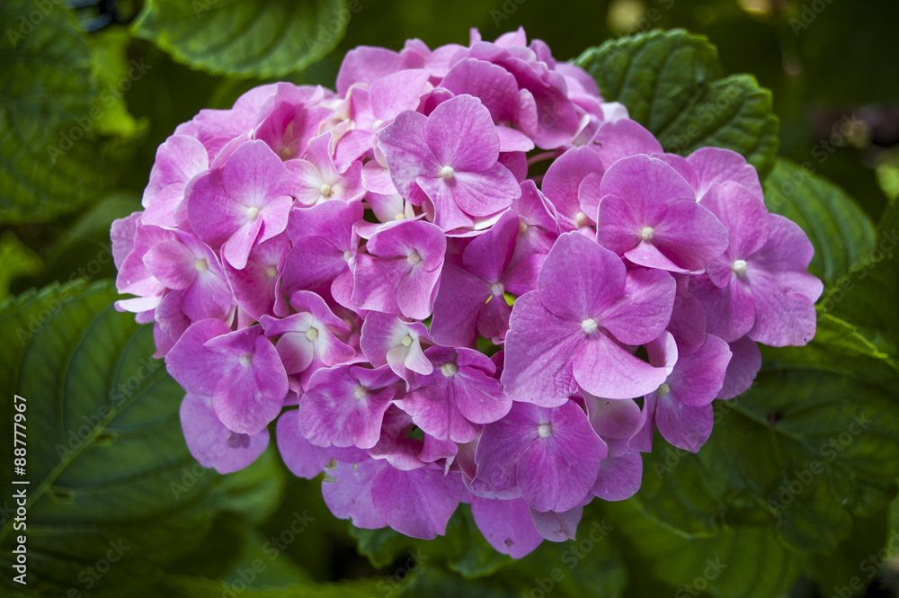 closed up pink purple hydrangea flowers in spring closed up pink purple hydrangea flowers in spring