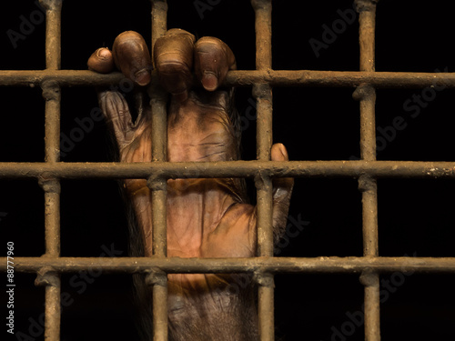 hand(monkey) in jail