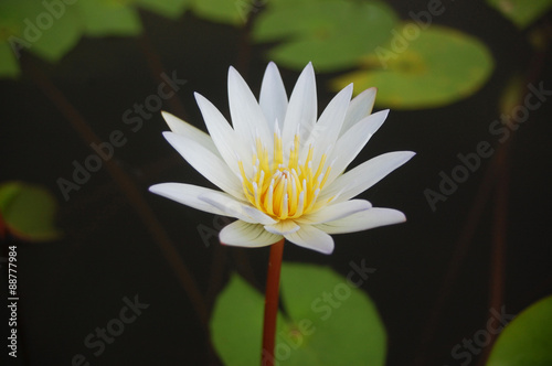 closed up white water lily for background