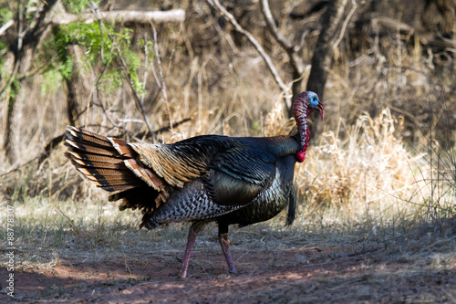 Male Wild Turkey walks through the forest in Palo Duro Canyon State Park in Texas
