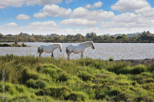 Fototapeta Naklejka Na Ścianę i Meble -  Pair of white horses grazing in Rhone Delta, Provence