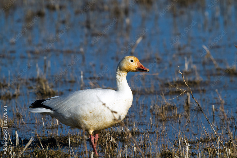 Snow Goose in Bosque del Apache National Wildlife Refuge in New Mexico Snow Goose in Bosque del Apache National Wildlife Refuge in New Mexico