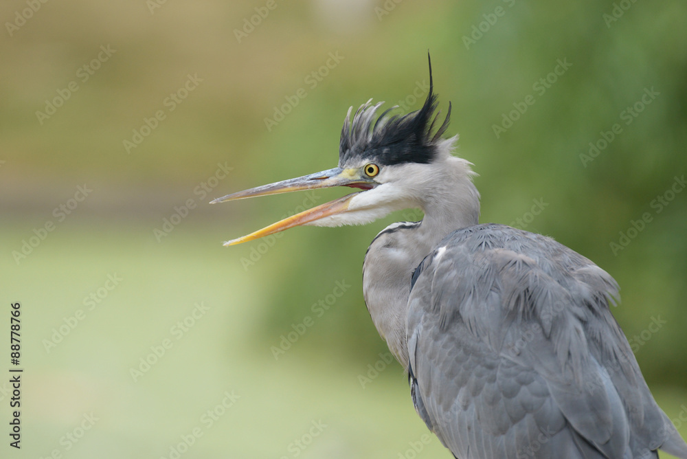 Grey Heron - Portrait Grey Heron - Portrait