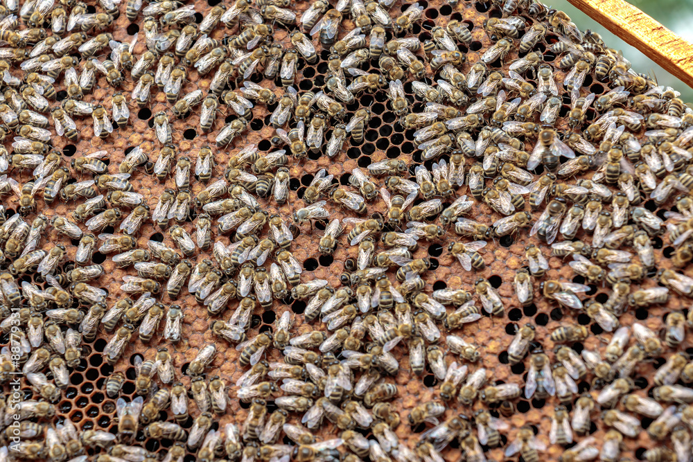 Healthy honey bee frame covered with bees and capped larvae cell Healthy honey bee frame covered with bees and capped larvae cell