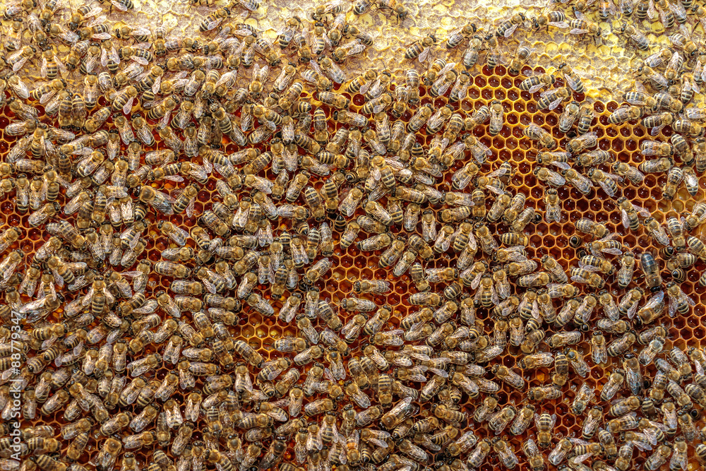 Close up of a healthy honey bee frame covered with bees and capp