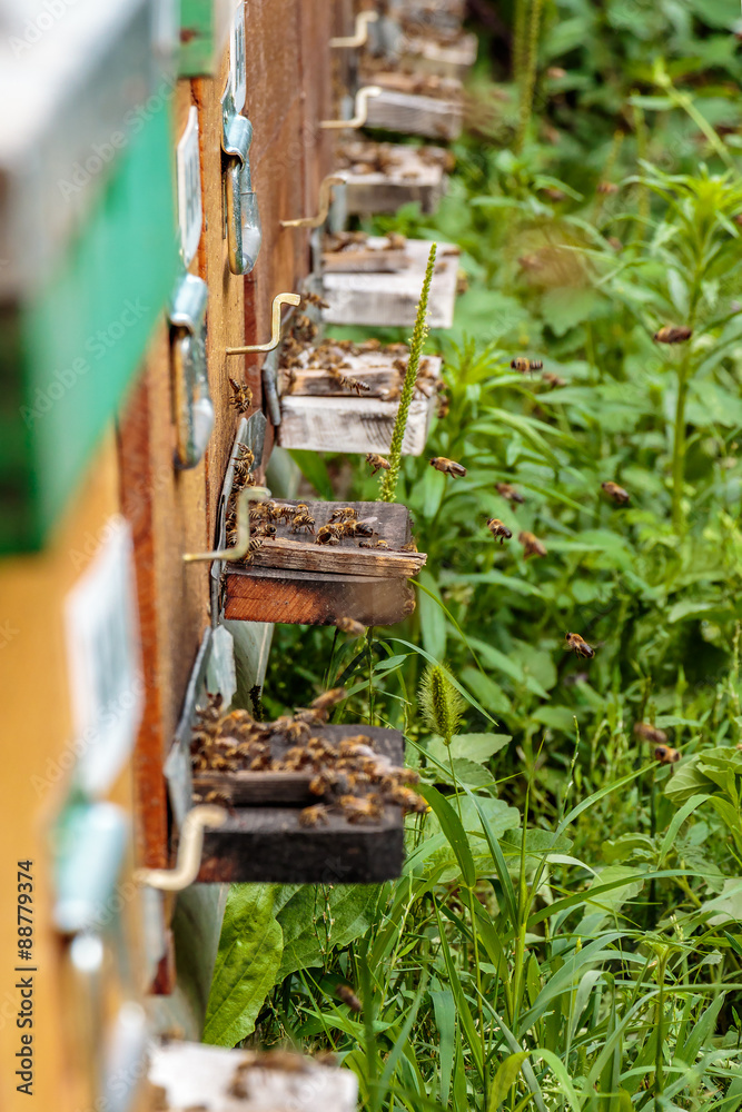 Hives in an apiary with bees flying to the landing boards in a g Hives in an apiary with bees flying to the landing boards in a g