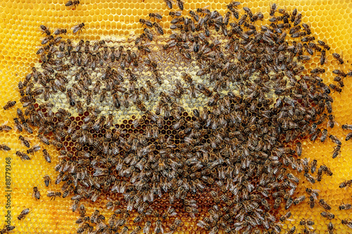 Close up of a honey bee frame from a hive with Collony Collapse