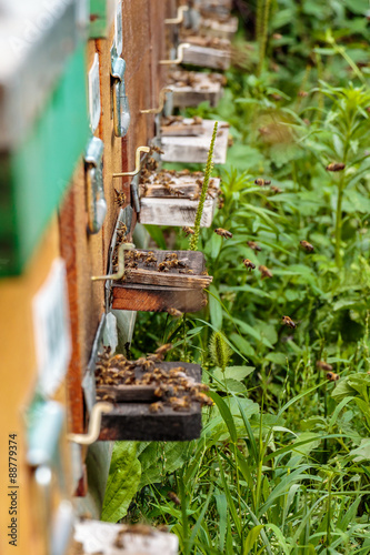 Hives in an apiary with bees flying to the landing boards in a g © photografiero
