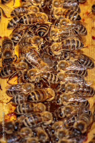 Close up of a opened hive body showing the frames populated by h © photografiero