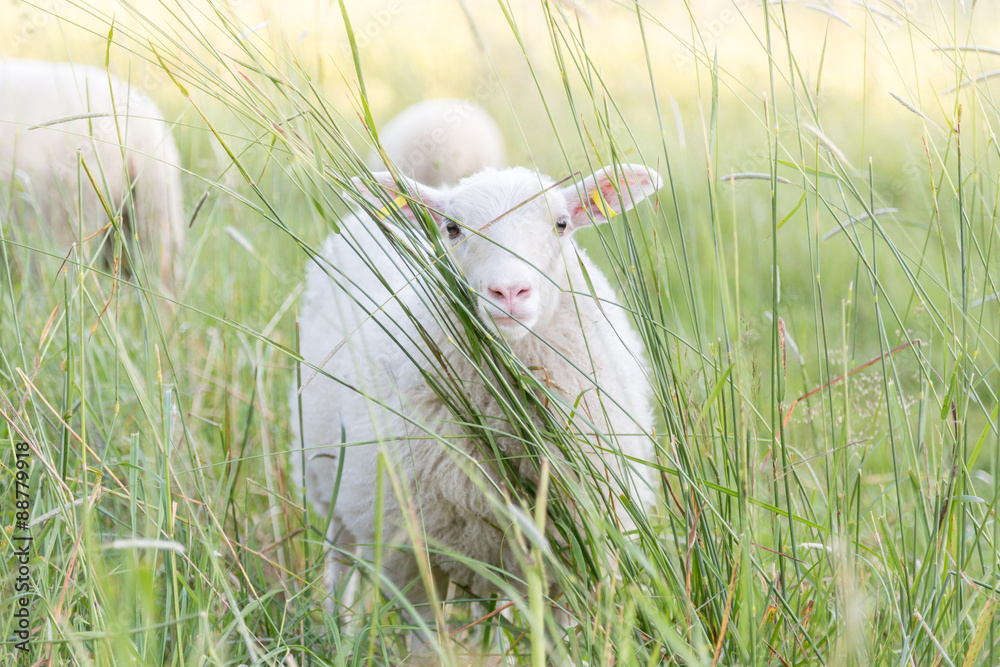 Naklejka premium Cute sheep on a field