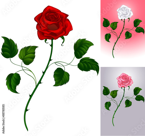 red rose on white