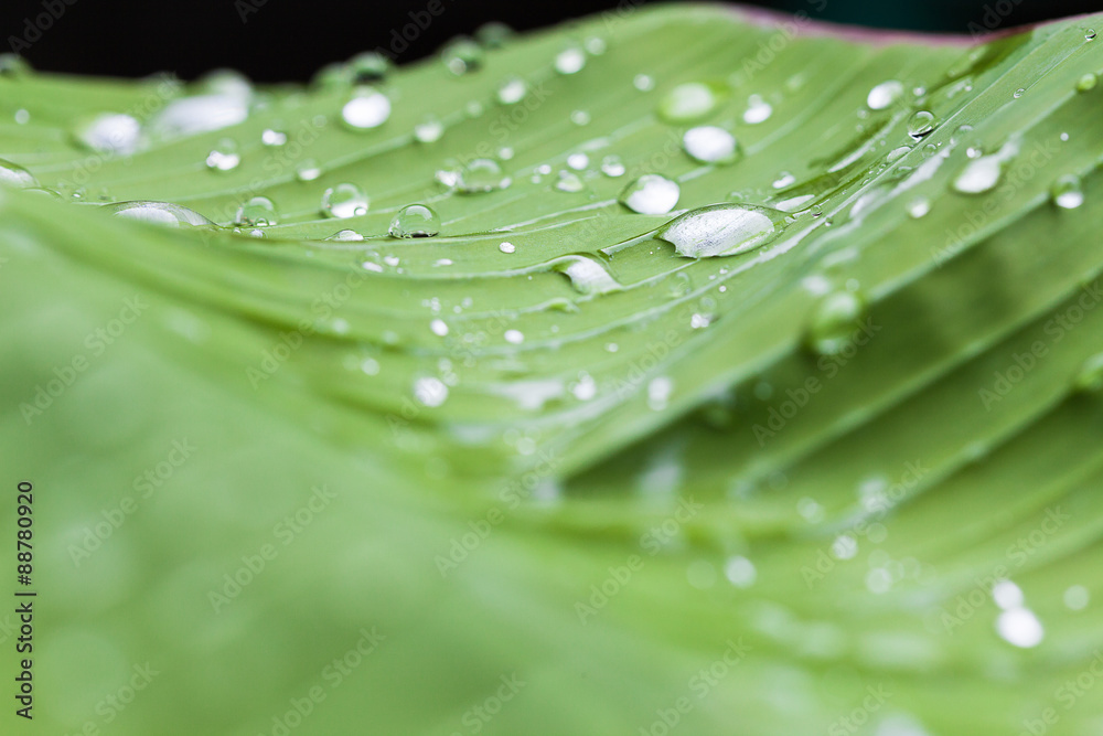 Naklejka premium Water drops on banana leaf