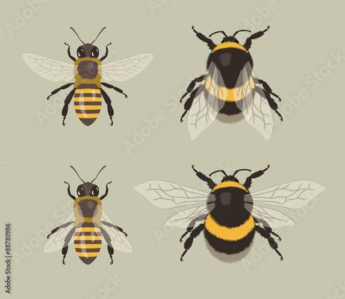 Bee and Bumblebee