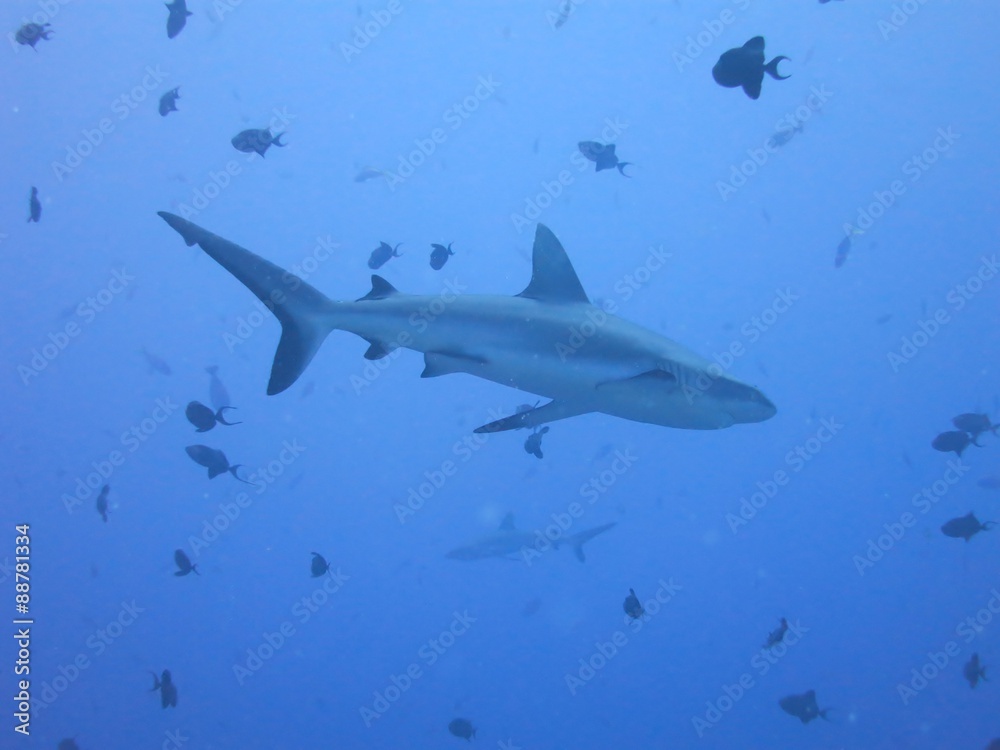 Obraz premium グレーリーフシャーク