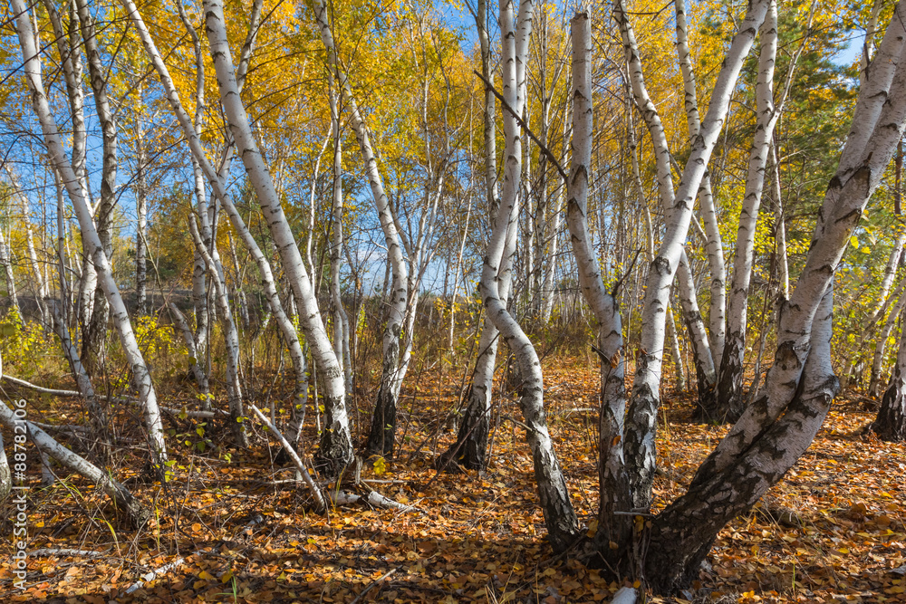 Obraz premium autumn birch forest