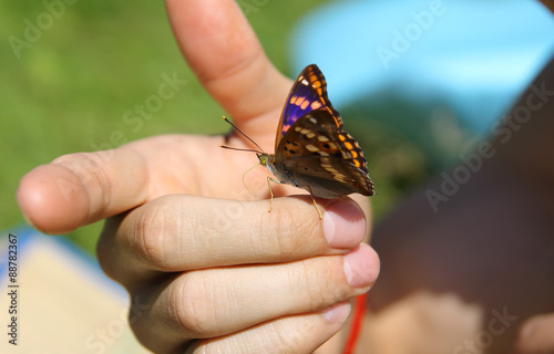 Бабочка на руке крупным планом
