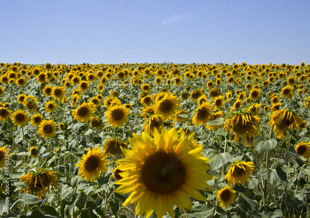 Obraz premium Sunflowers
