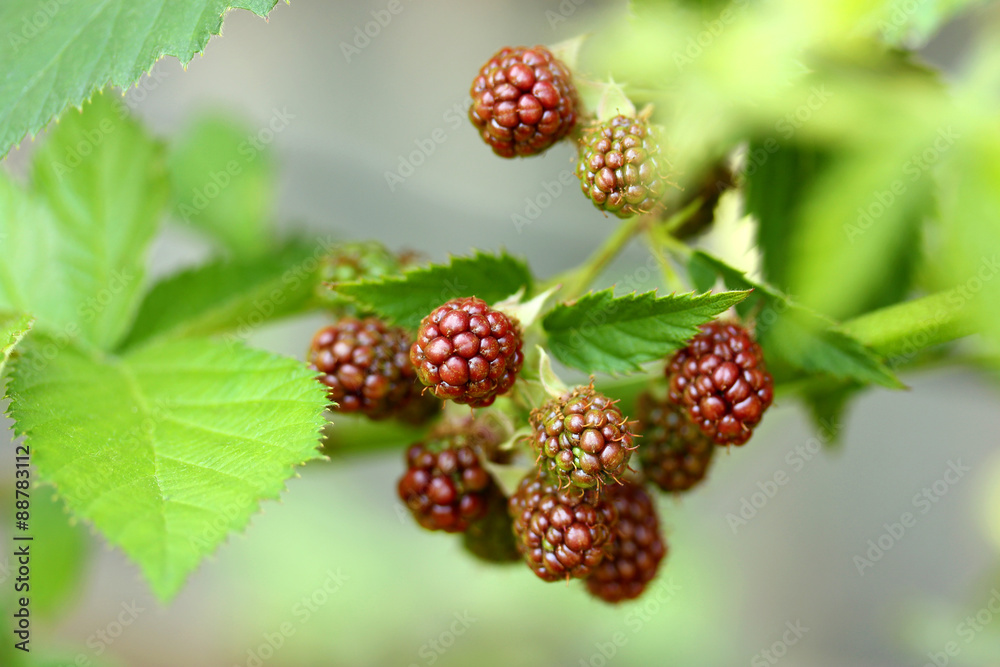 Unripe blackberries on branches with leaves